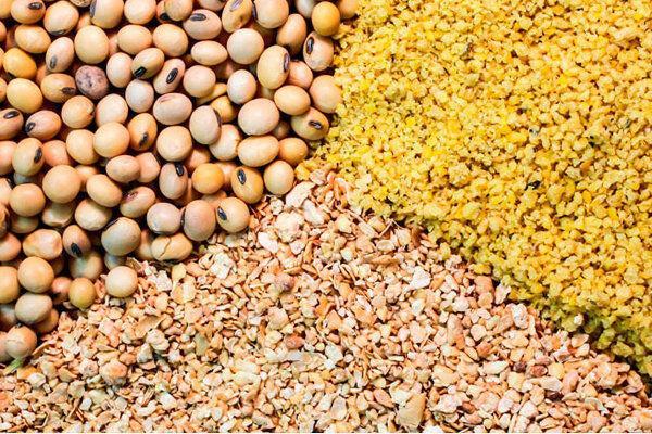 خبرنگاران بیش از 200 هزار تن نهاده دام و طیور در کردستان توزیع خبرنگاران بیش از 200 هزار تن نهاده دام و طیور در کردستان توزیع شد
