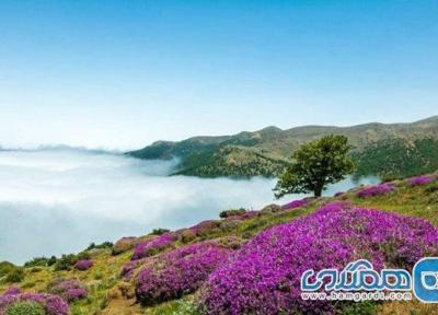 جنگل ابر شاهرود بهشتی پر جاذبه از دوره هیرکانی است