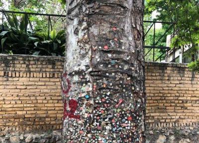 عجیب ترین درخت تهران کجاست؟ ، ارتباط جالب این درخت با دیواری در سیاتل آمریکا