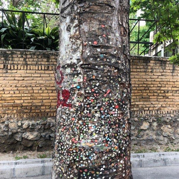 عجیب ترین درخت تهران کجاست؟ ، ارتباط جالب این درخت با دیواری در سیاتل آمریکا